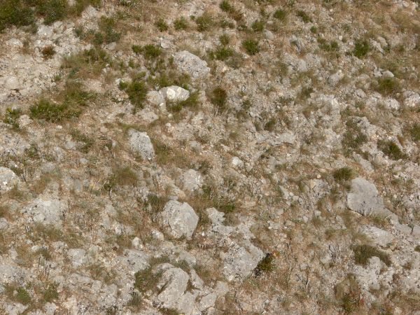 Green grass on white stones texture, visible in patches among a surface of brown dirt and large white rocks.